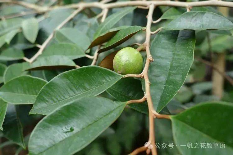 你好大自然第280期星苹果