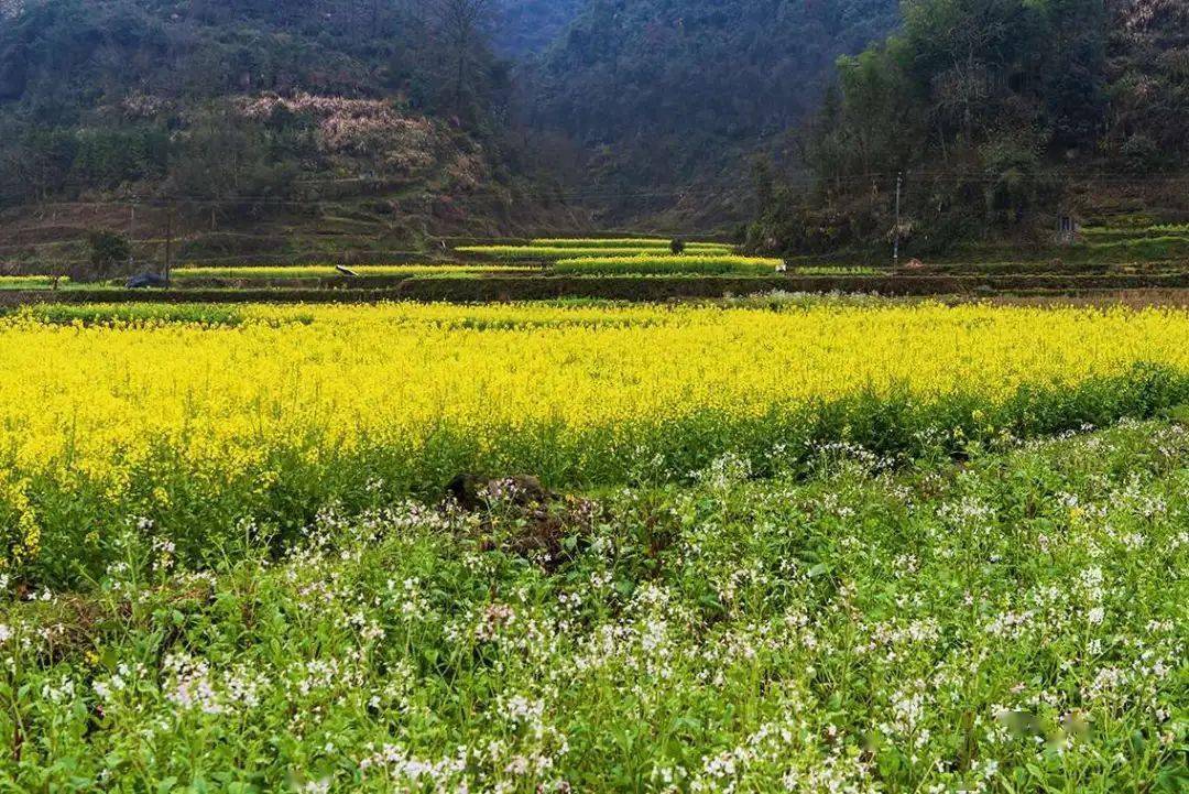 影画湘西家乡的风景社塘坡油菜花季