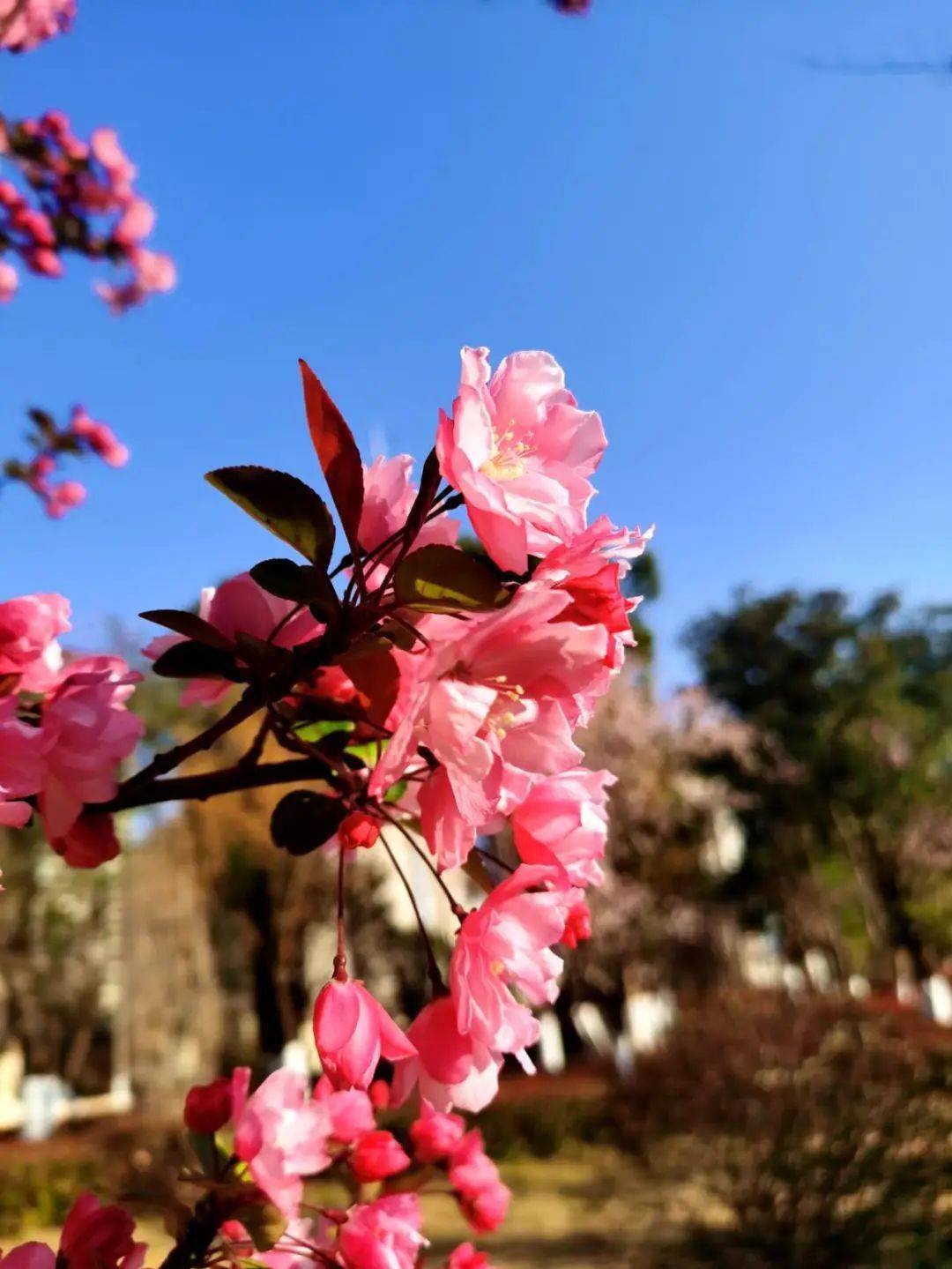 昭通乌蒙水乡公园海棠花开啦