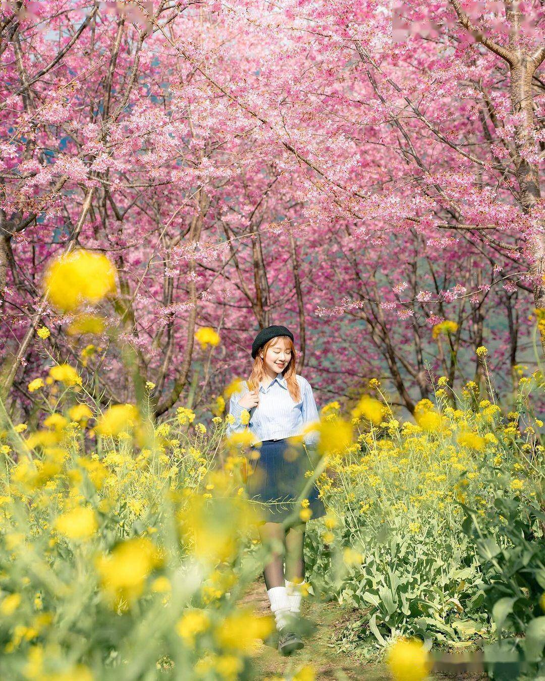 油菜花海拍照女孩图片图片