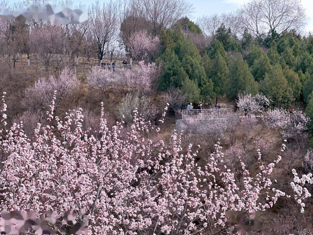 北京园博园桃花谷图片