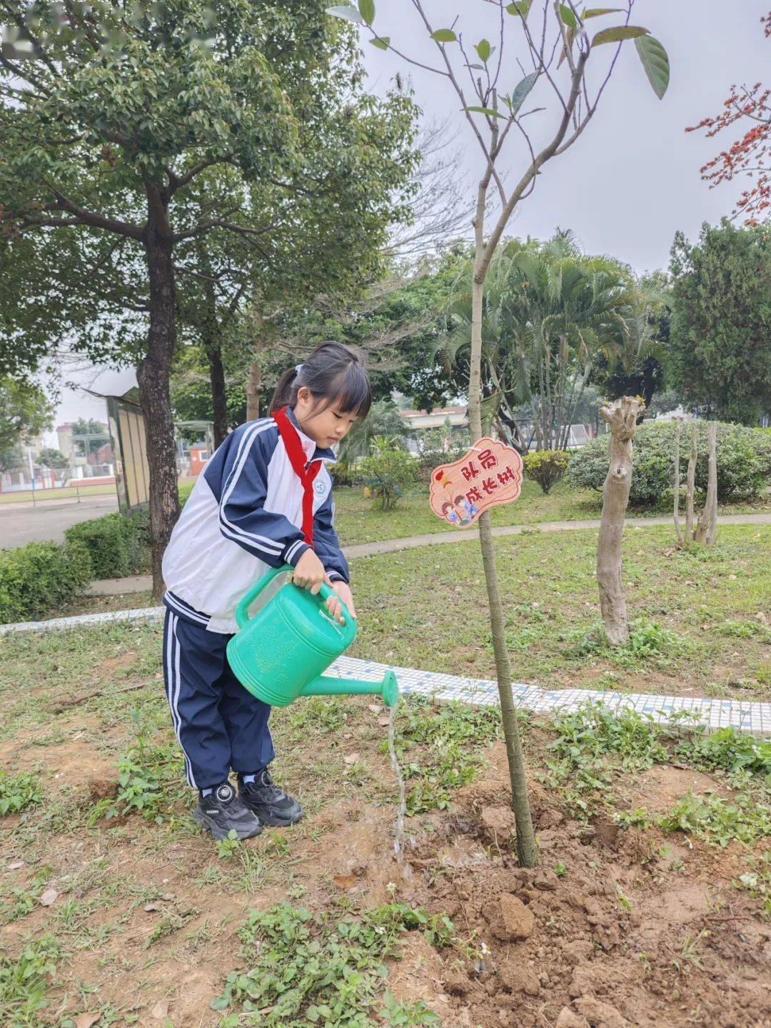 小学植树活动美篇图片