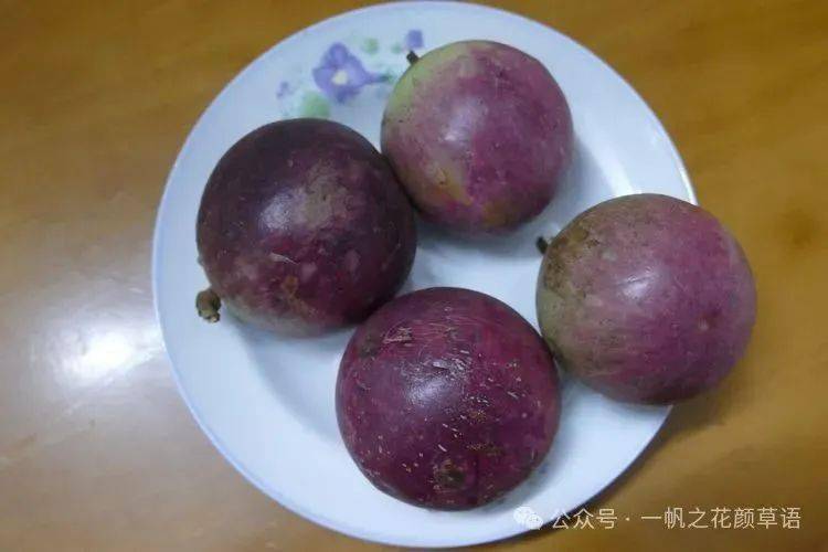 【你好!大自然】第280期:星苹果_水果_金星_叶片