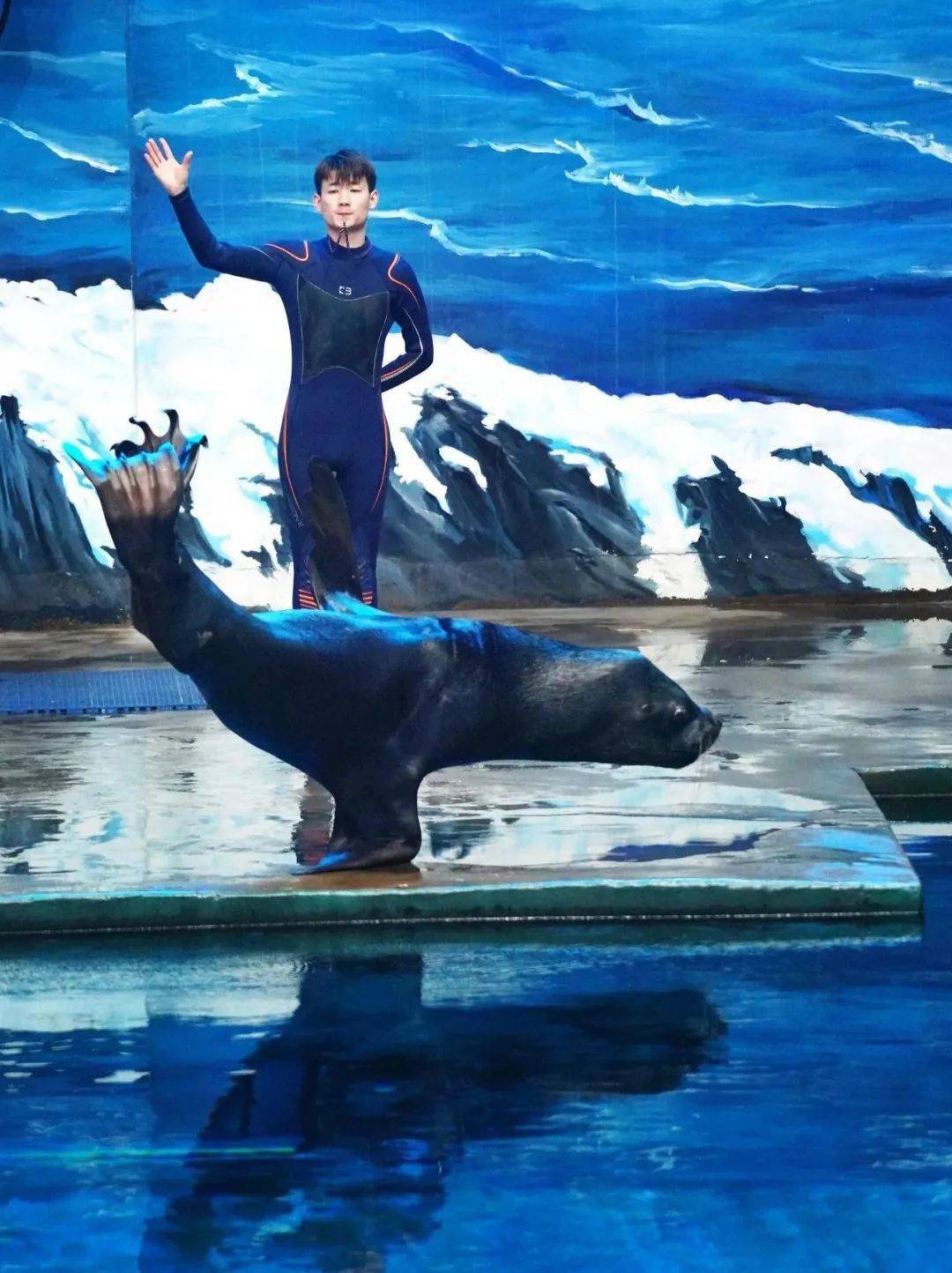 海狮萌宝海豚海狮表演秀滑稽跳水将现场欢乐氛围值拉满滑稽动作跳入