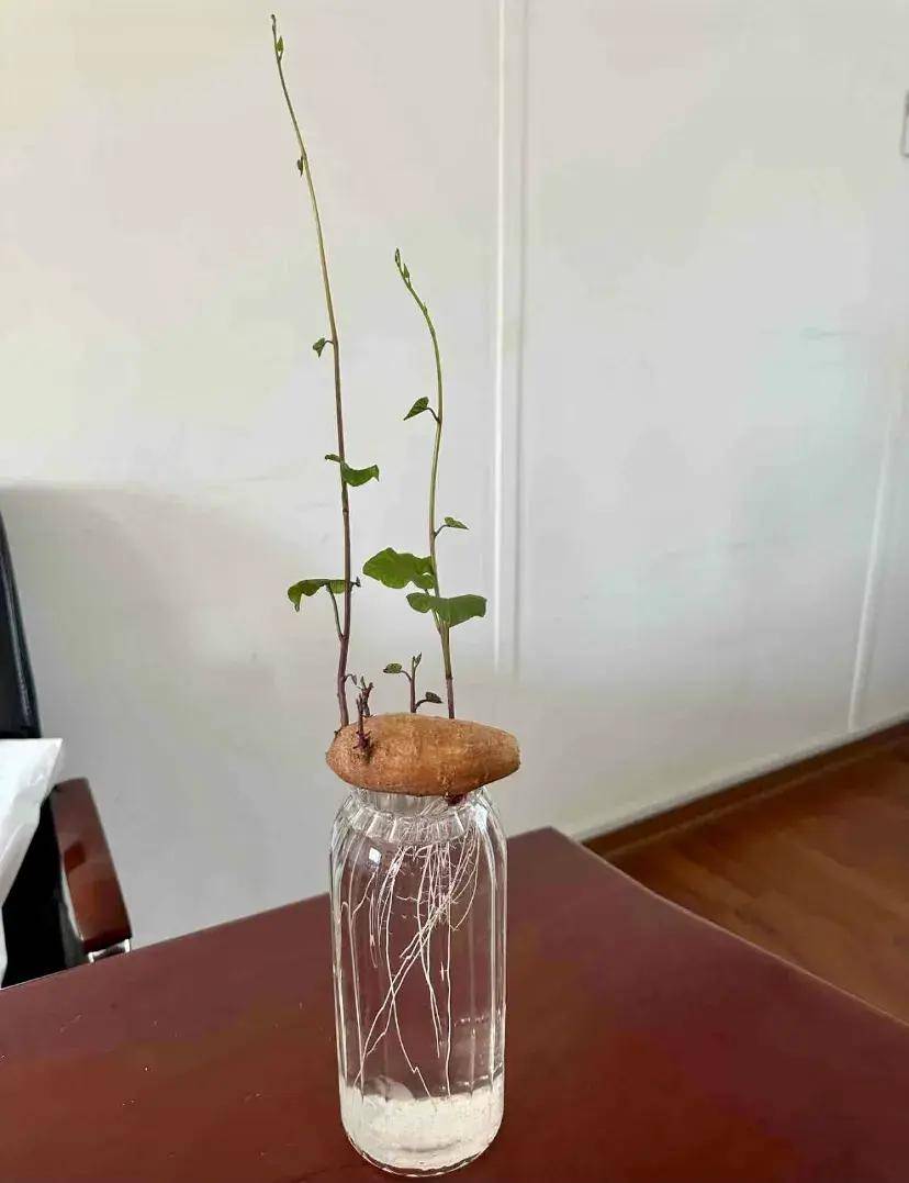 在一颗红薯上找乐子,果然快乐无比_地瓜_生命_阳光