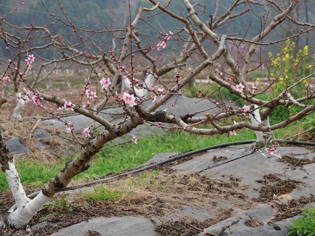 龙泉山桃花,下周最美!赏花必看→_龙泉驿区_国道_故里