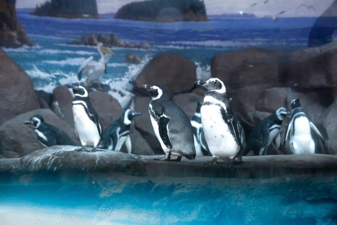 海洋研学游新装启动啦