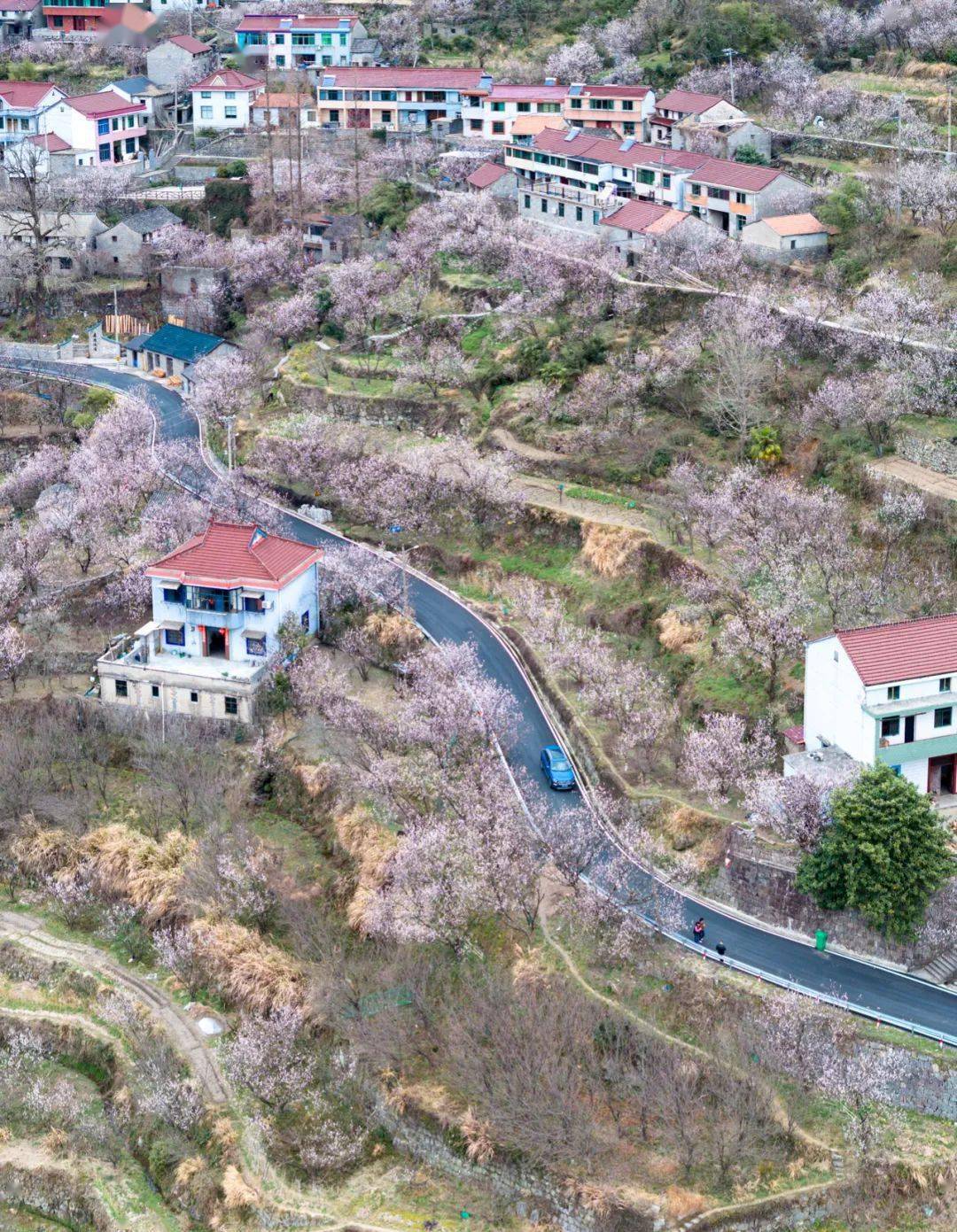 被樱桃花包围的悬岩村,大概是四明山最后的秘境!