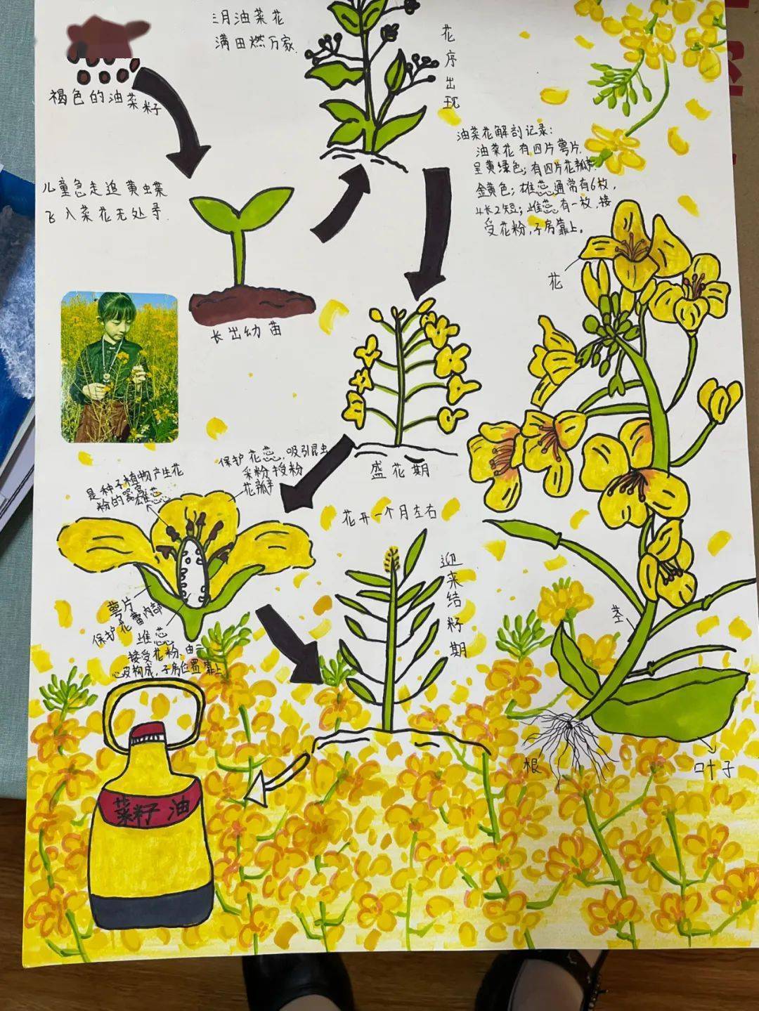五,六年级的同学们制作了名为油菜花的探秘之旅的小报
