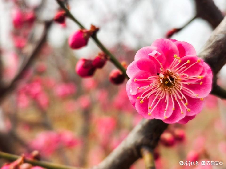 红梅花开争春色满园美景留不住