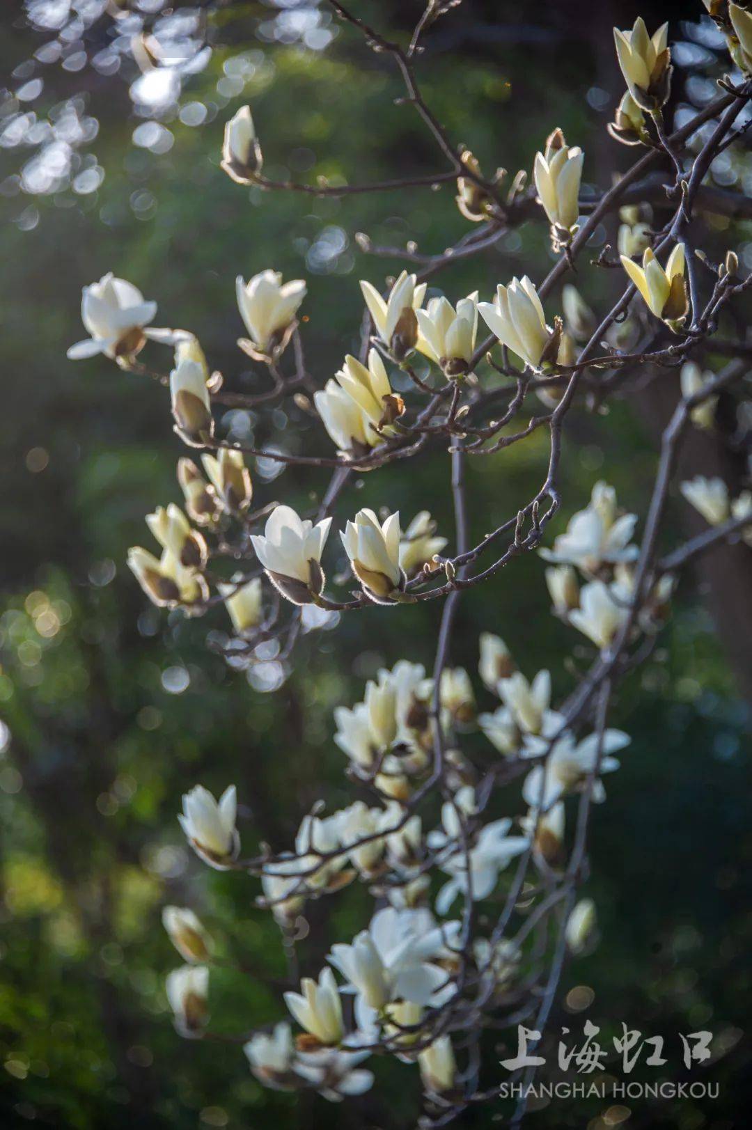 "市花"白玉兰绽放,快来这些点位观赏吧→_公园_地址_浦东新区