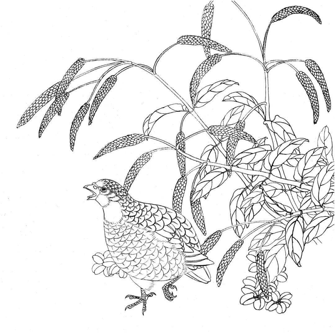 精美花鸟白描20幅,赶紧收藏吧!