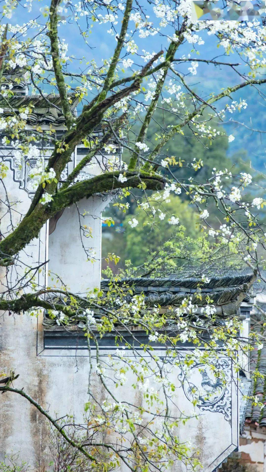 以壁纸的形式,打开江西的春天!