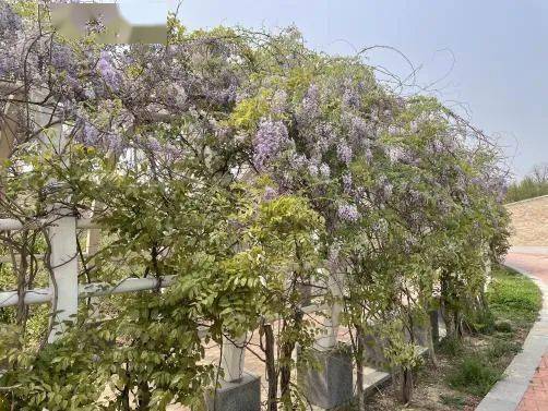 快收藏→中央公园赏花地图来啦~_水系_地点_落叶