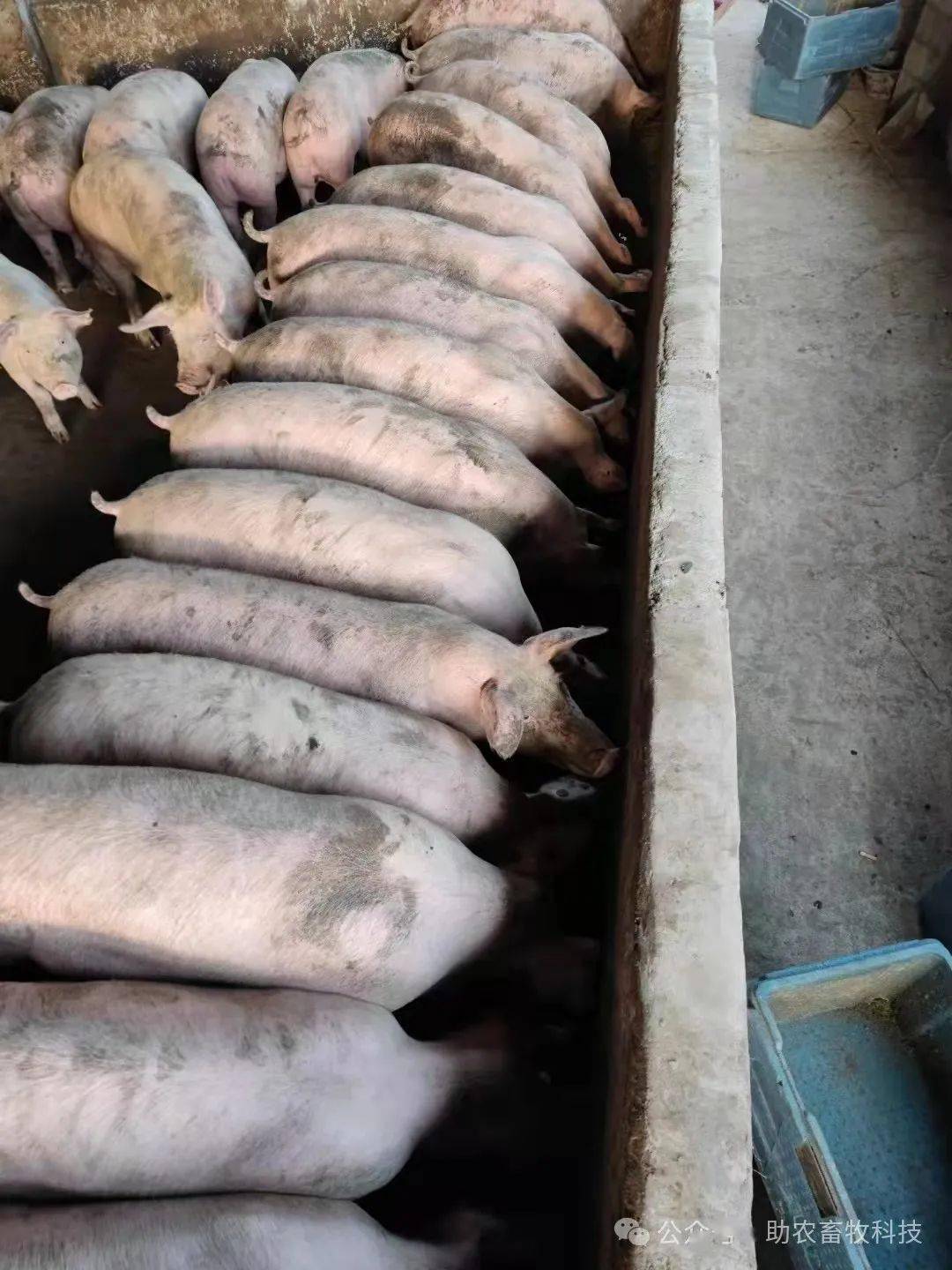 科学利用发酵牧草,秸秆等廉价饲料是降低散养猪场饲养成本的有效途径