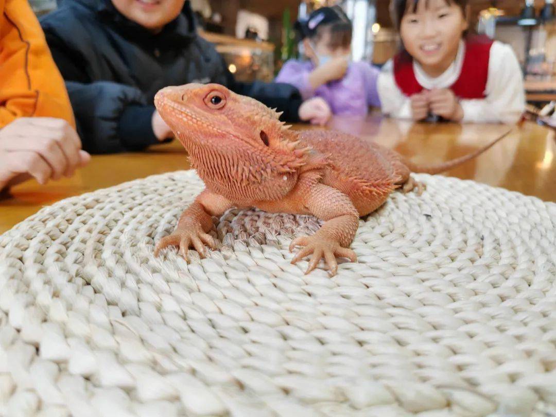 水陆精灵半日营探两栖动物主题科普馆了解水陆精灵的不为人知的另一面