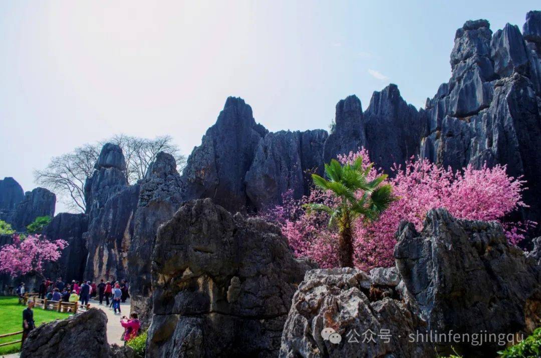 武汉花海石林风景区图片