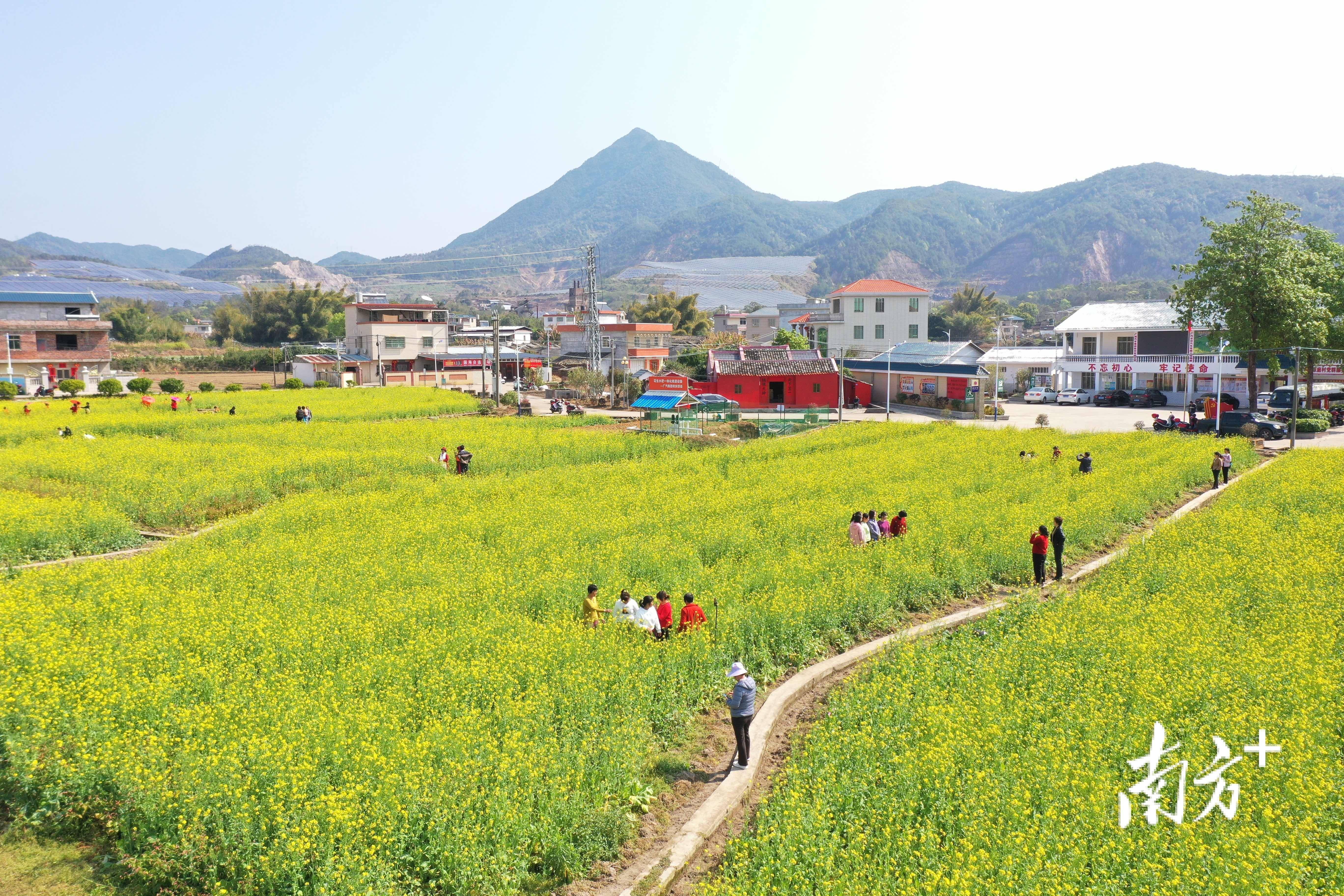 驻东石镇帮镇扶村工作队为平远百千万工程在东石落地见效贡献帮扶力量