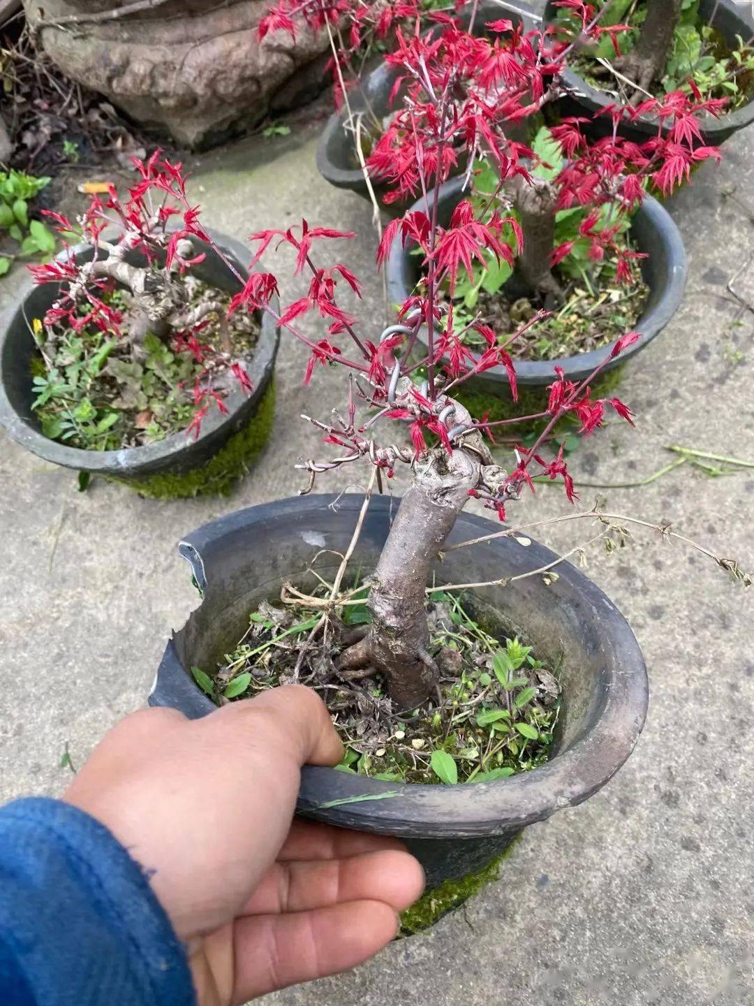 一年芽接三年造型红枫盆景计划惨败看似简单却全是毛病