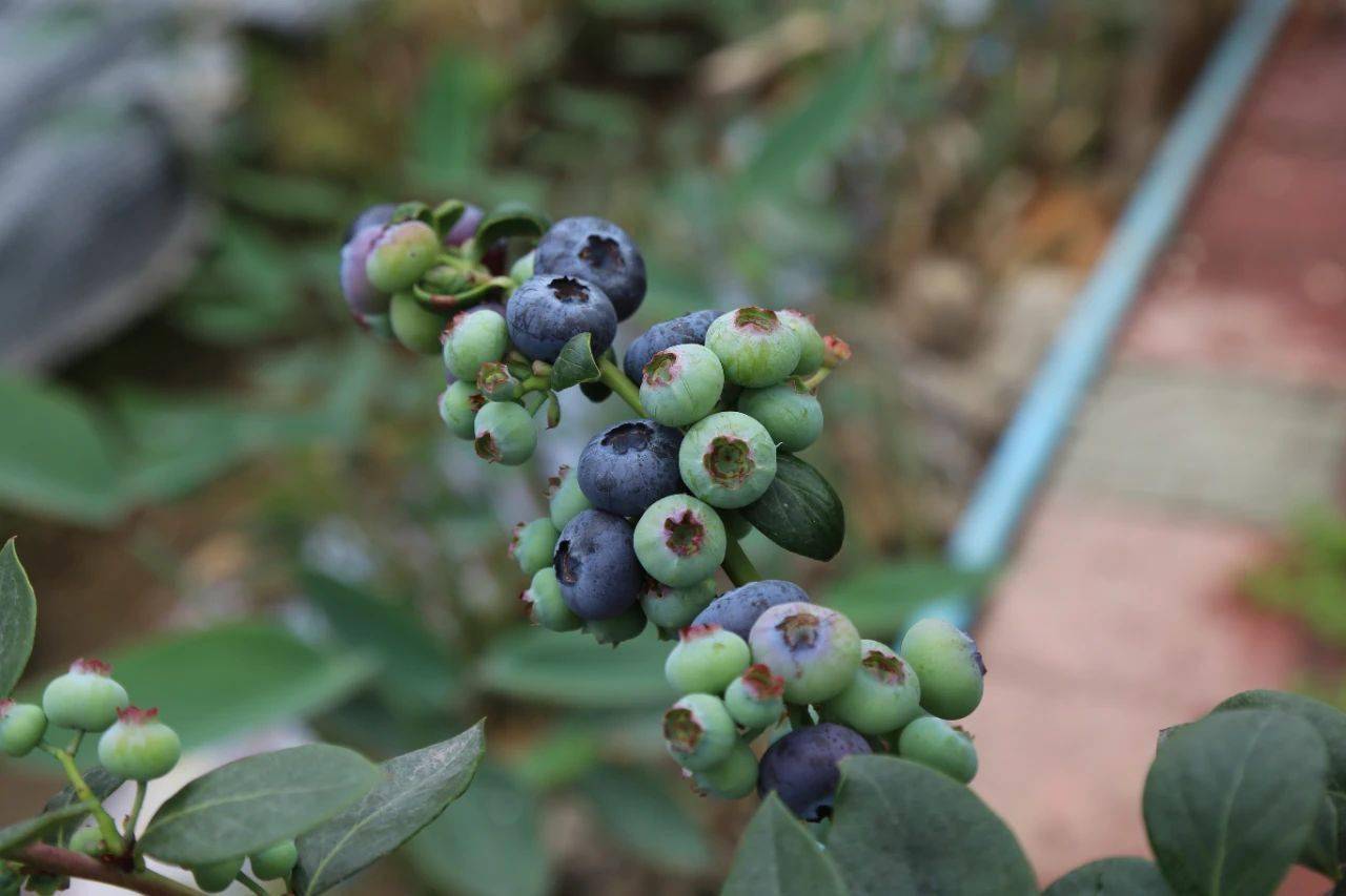 多图水乡蓝莓即将迎来采摘季你馋了吗