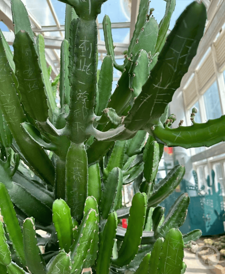 厦门园林植物园仙人掌被刻到此一游园方多年前刻下无法消退最近很少