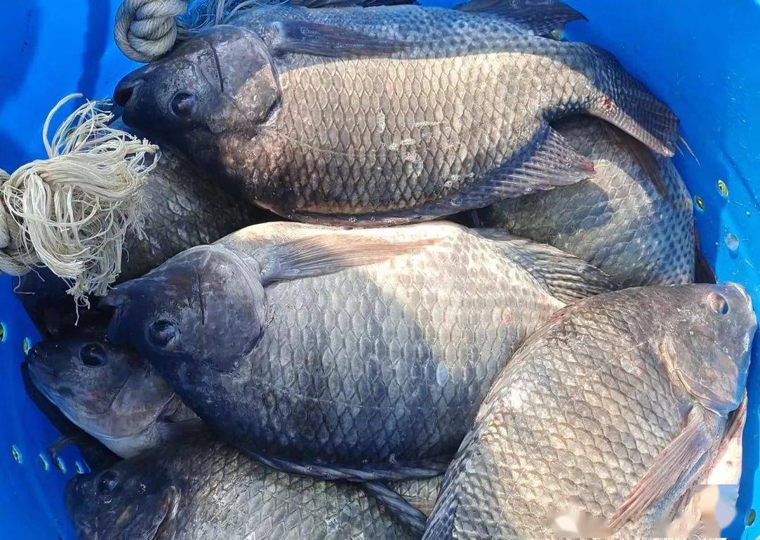 存塘不足3成,罗非市场到底有多缺鱼?_罗非鱼_价格_原料