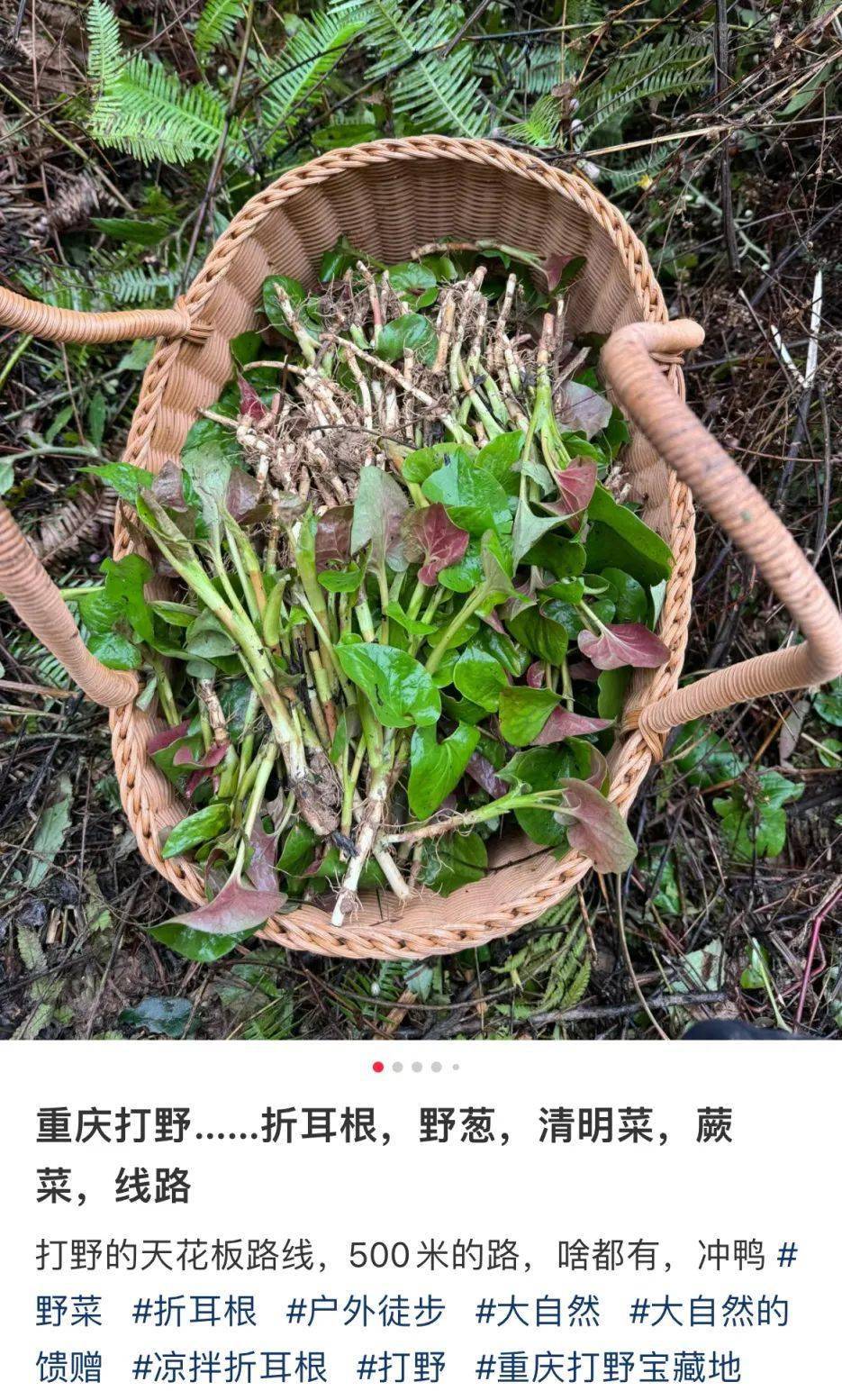 又到了吃草的季节路边的这些野菜你不要采