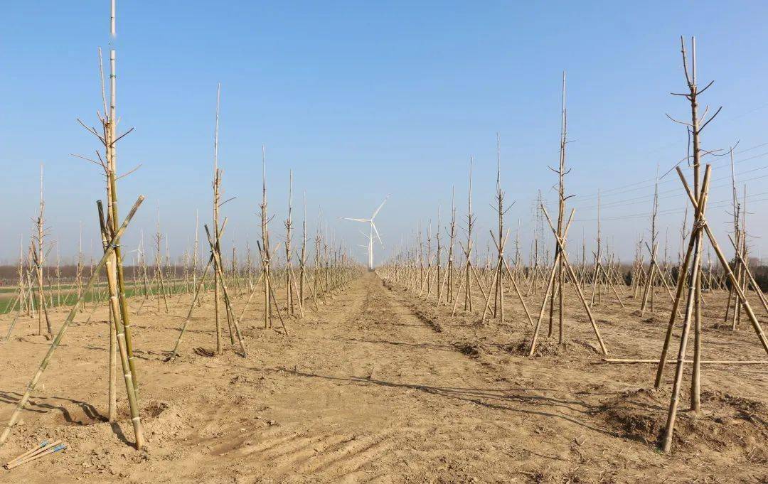 抢抓春季黄金期上海农场全力冲刺一季度开门红