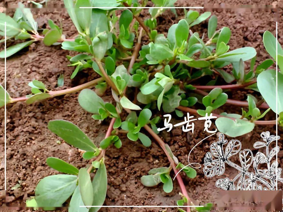 快来查收这份"吃草"指南_吃法_香椿_马齿苋