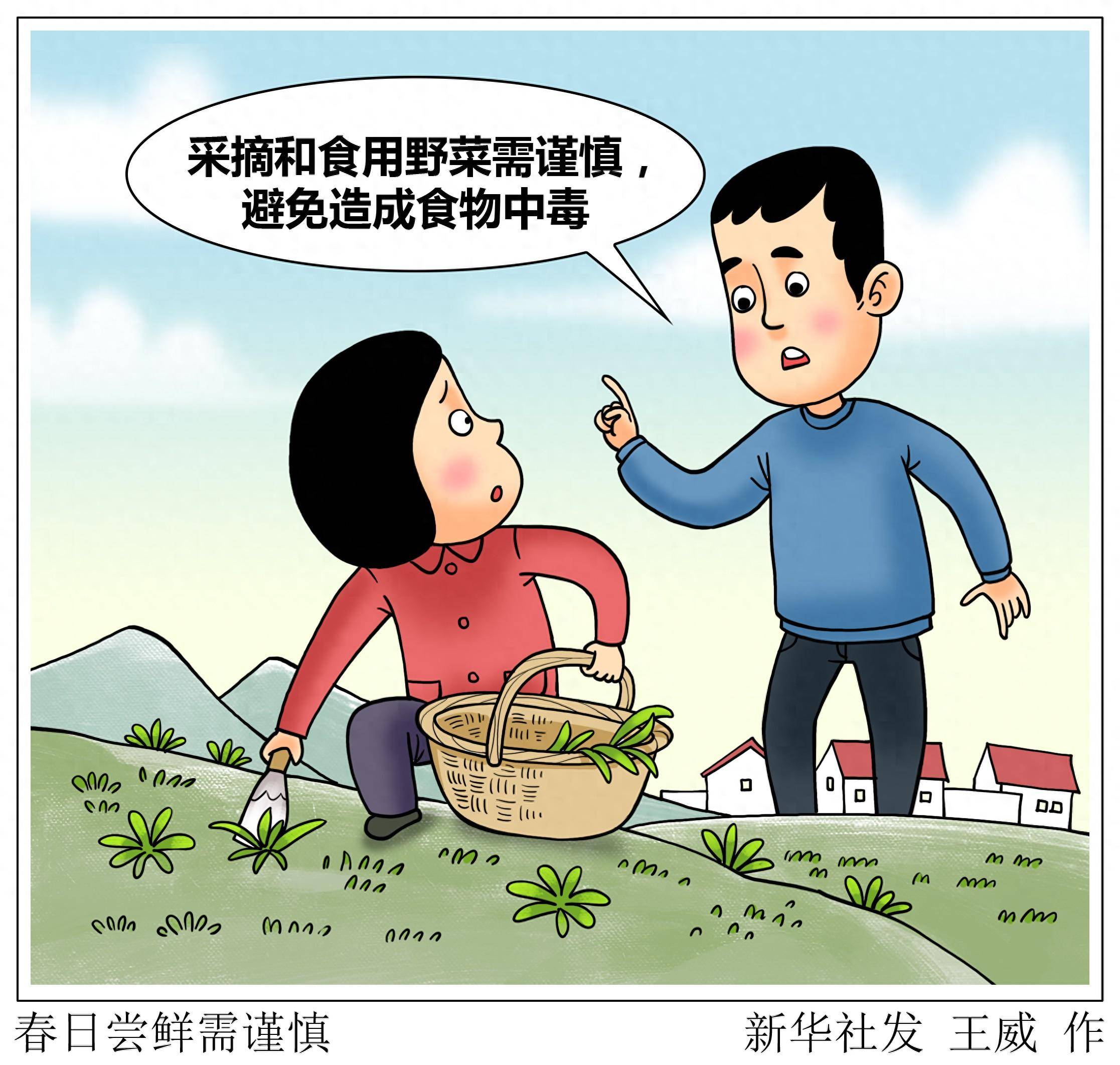 (图表·漫画)春日尝鲜需谨慎_新华社_野菜_食用