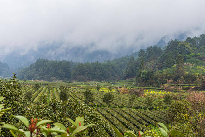 福建武夷山生态茶园开出油菜花茶产业向新而行