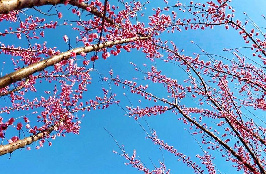 河南淅川梅花枝头春意闹