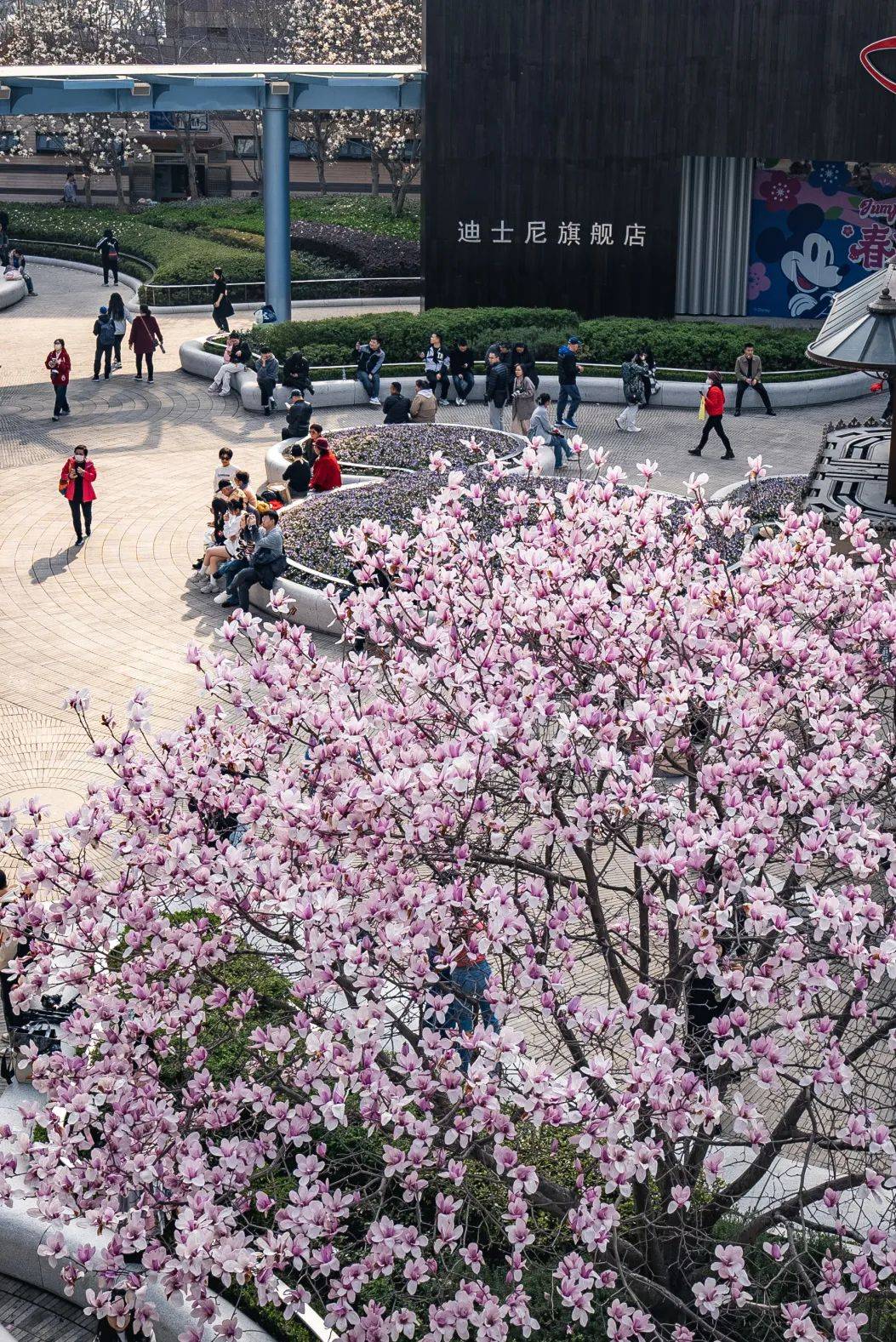 广州玉兰花观赏地点图片