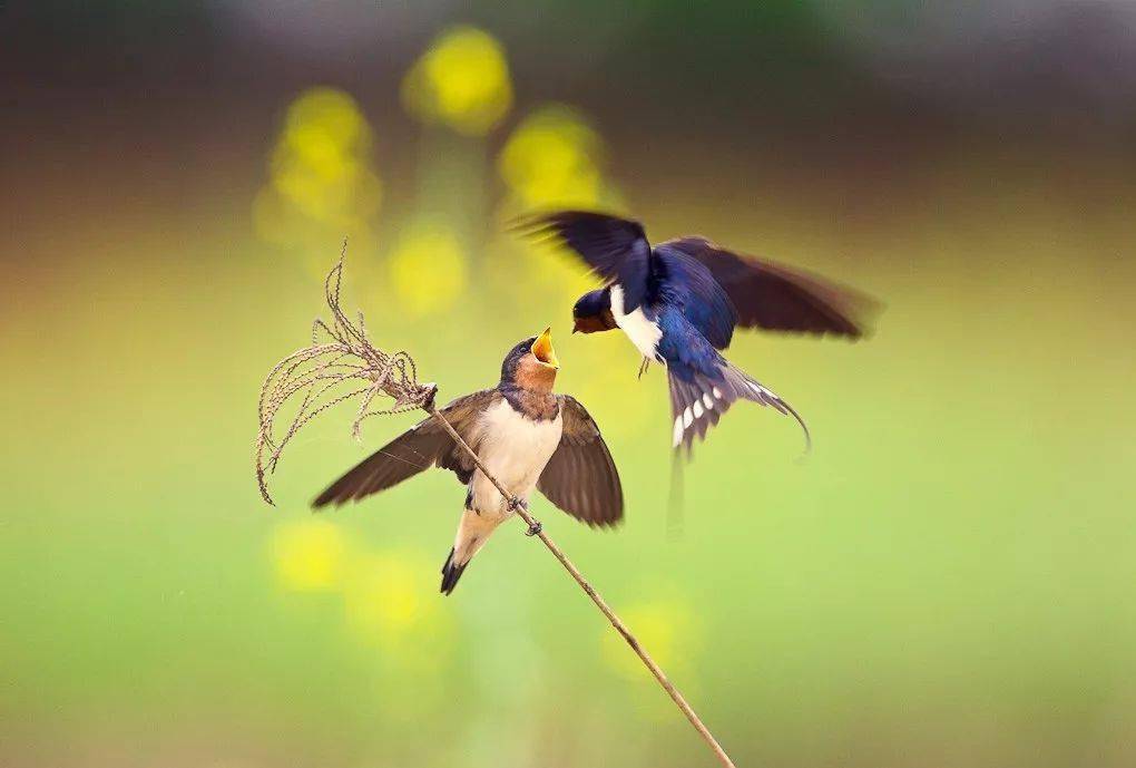 春分至燕归来正是一年好时节