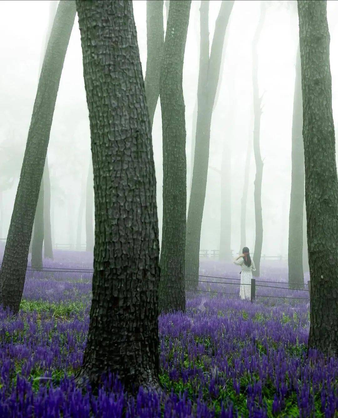 密林花海,光影画卷