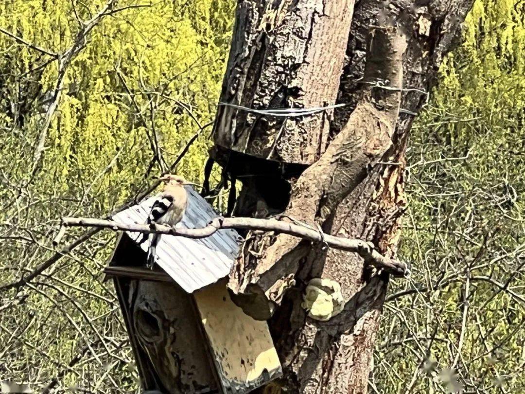 春暖花开莺飞燕舞来杨浦这里观鸟打鸟吧
