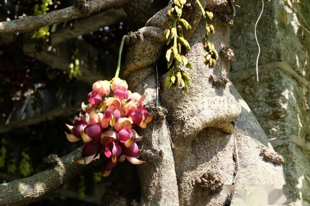 木本花卉区的紫白相间色禾雀花(大果油麻藤)木本花卉区的禾雀花前段
