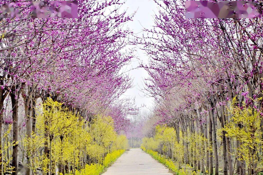 许都春色闹人不得眠,许昌春天应该这样玩~赏春拾花篇_鄢陵县_禹州市