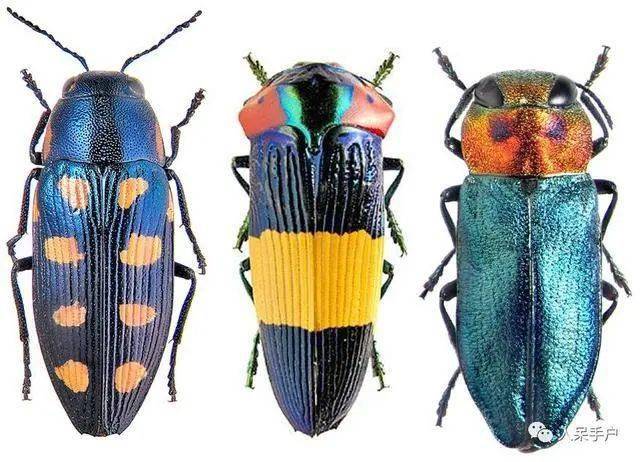 每日物种故事吉丁彩虹之眼就是我