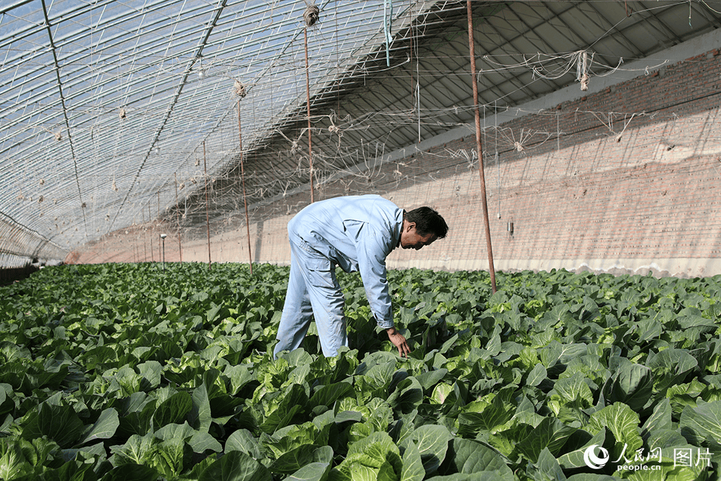 春日好耕种田间地头农事忙