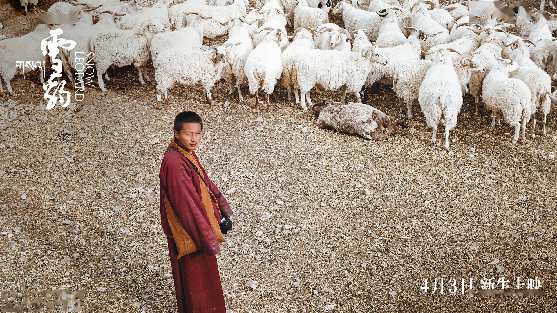 万玛才旦作品雪豹定档4月3日上映人豹冲突引出人性思考