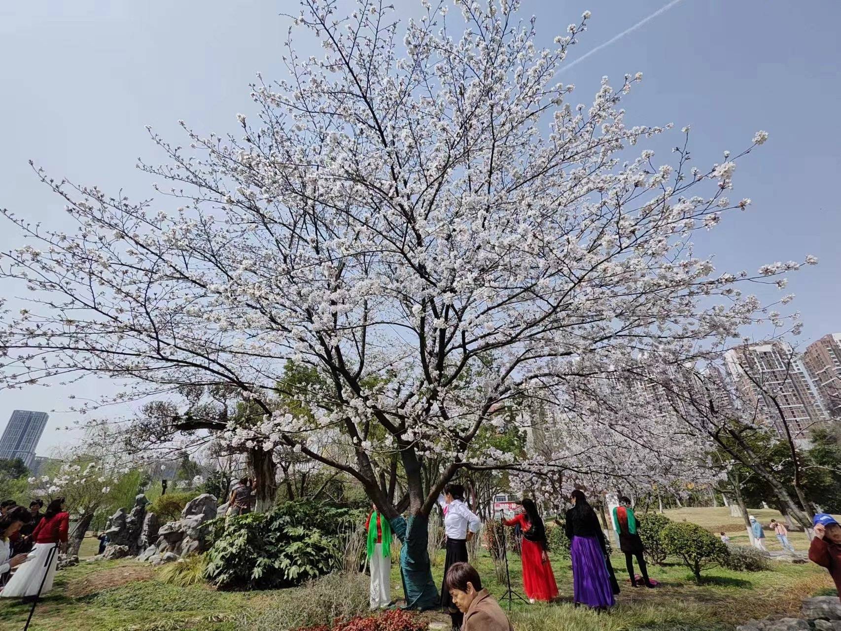 武汉堤角公园樱花烂漫摄影师称今年已3次前往拍樱花