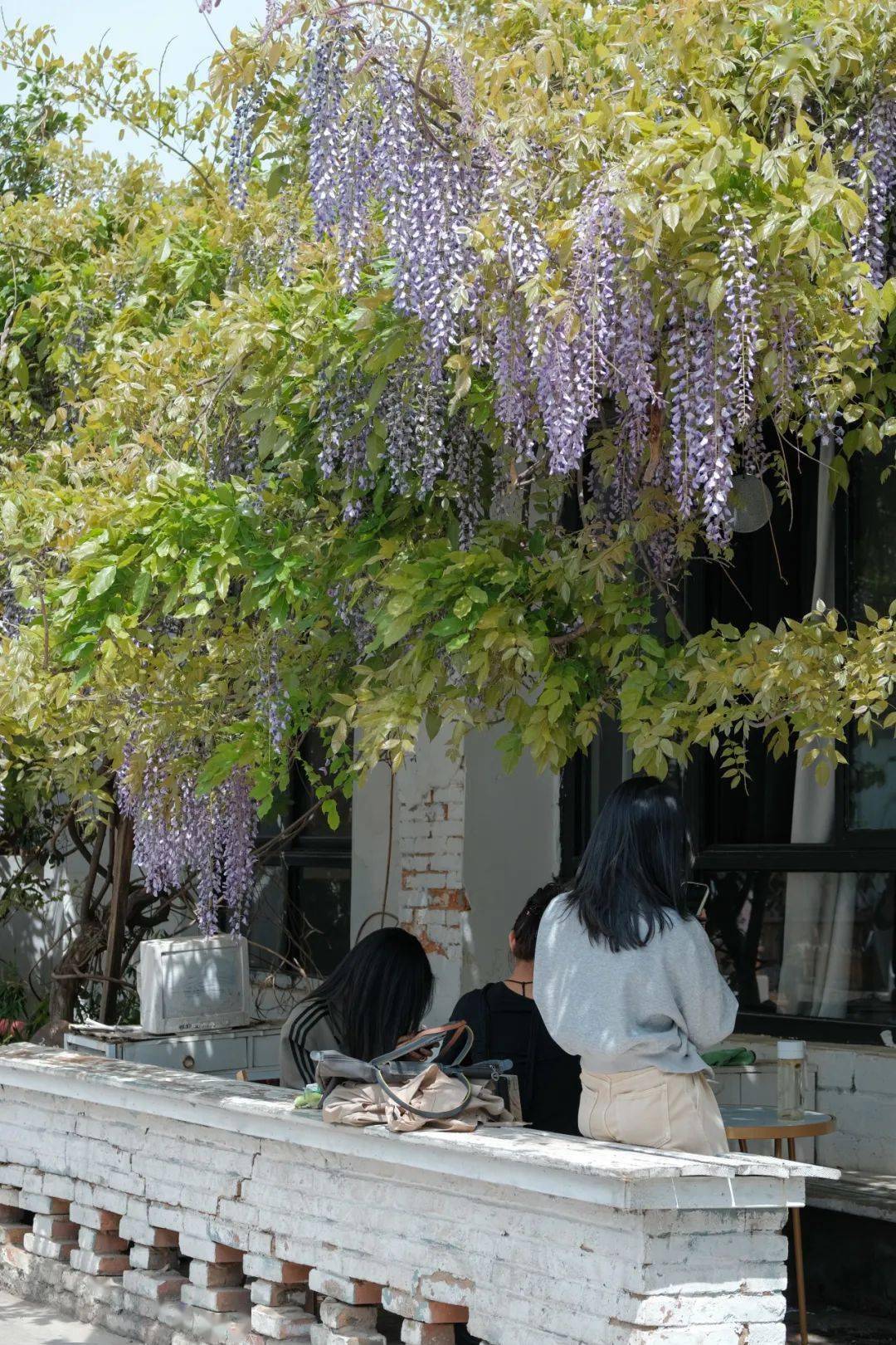 惊艳在一片粉红中杀出重围昆明这片紫藤花拍照绝了