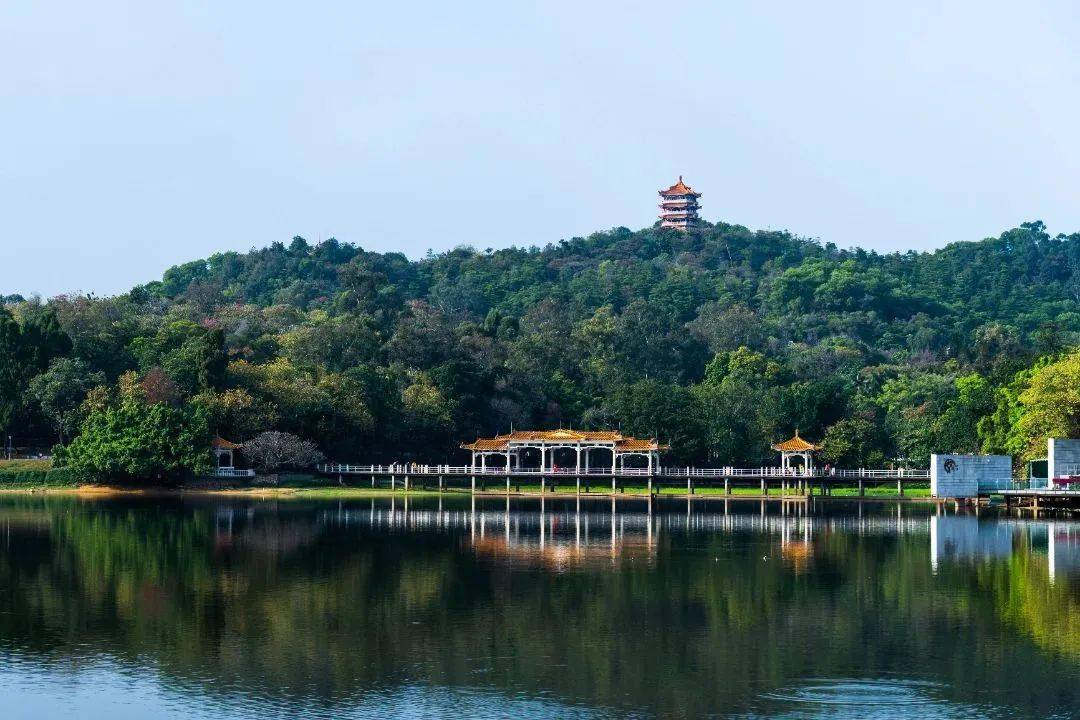 越秀山_鸿鹄_木棉花