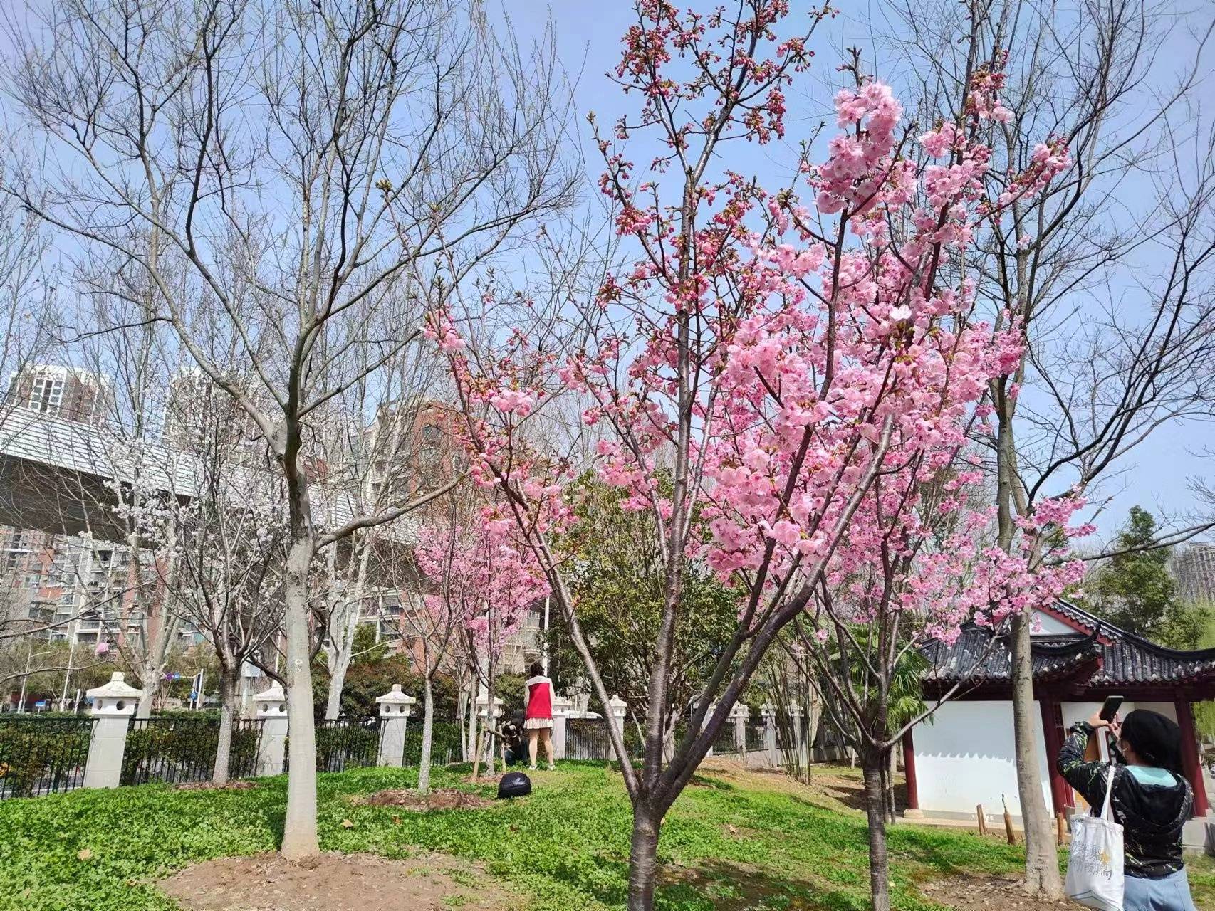 堤角公园樱花图片
