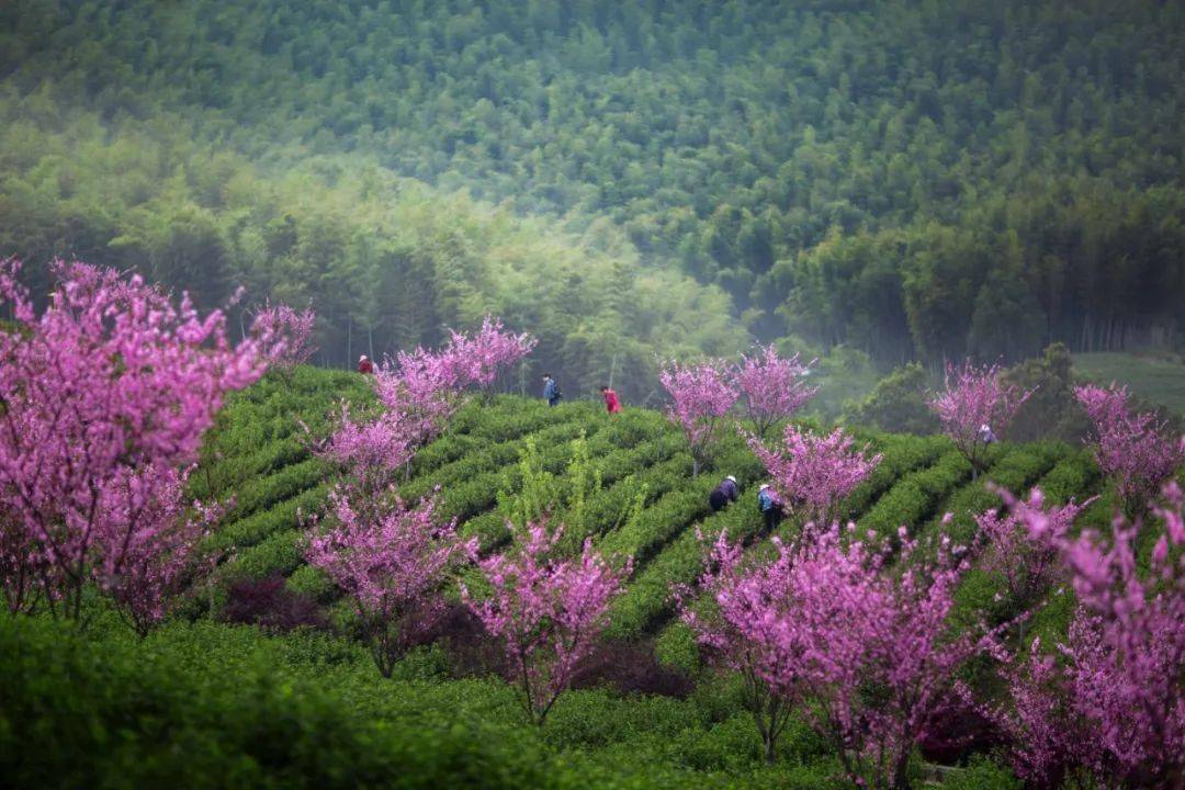 第七届阳羡早春茶开采节开幕