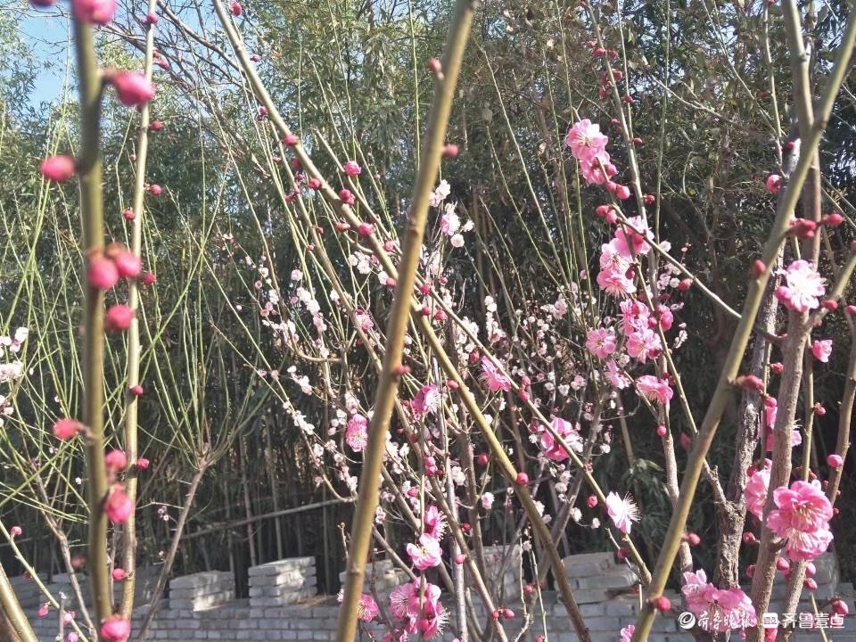 单县浮龙湖畔春花笑