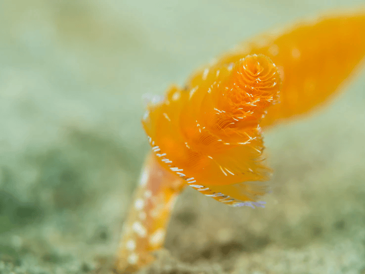 生长在海里的"圣诞树"!_蠕虫_珊瑚_触须