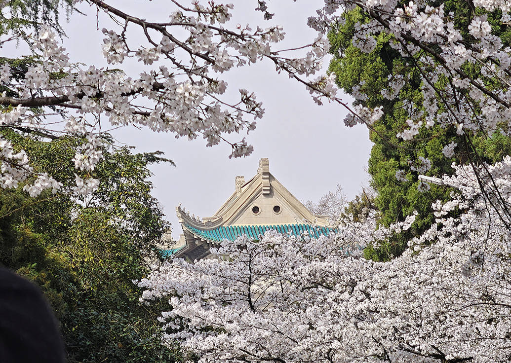 2024年3月19日,武汉大学校园内近3000株樱花开放与校内古建筑相映成辉