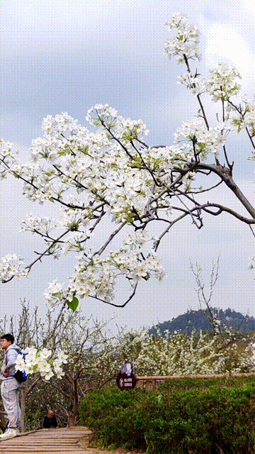 嘿!新津喊你看梨花